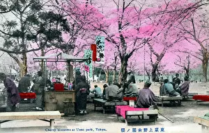 Ueno: Cherry Blossoms at Ueno Park, Tokyo