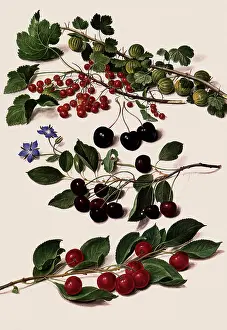 Cherries: Cherry Botanical