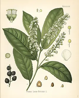 Koehlers: Cherry laurel or common laurel, Prunus laurocerasus