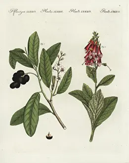 Digitalis: Cherry laurel and foxglove