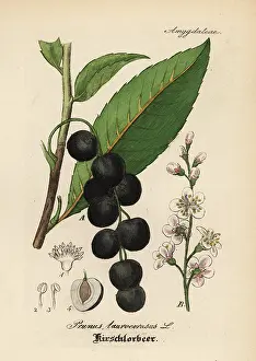 Laurocerasus: Cherry laurel, Prunus laurocerasus