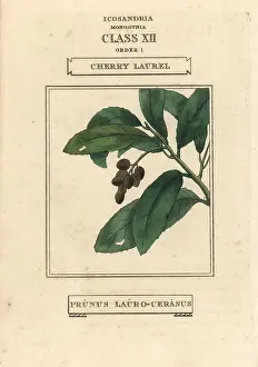 Laurocerasus: Cherry laurel, Prunus laurocerasus