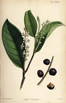 Homeopathy: Cherry laurel, Prunus laurocerasus