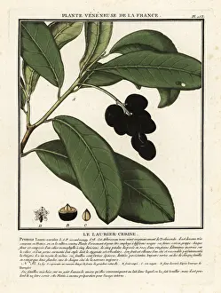 Plante Veneneuse De La France: Cherry laurel, Prunus laurocerasus