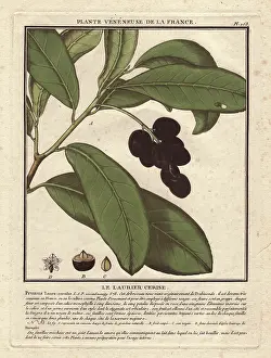 Bulliard: Cherry laurel tree, Prunus laurocerasus, with