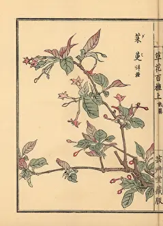 Multiflora: Cherry silverberry, Elaeagnus multiflora