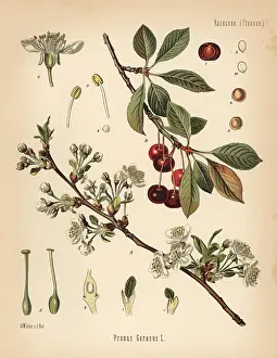 Cerasus: Cherry tree, Prunus cerasus