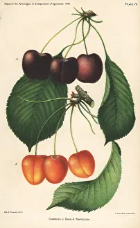 Avium: Cherry varieties, Bing and Napoleon, Prunus avium
