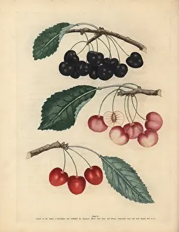 Avium: Cherry varieties, Prunus avium