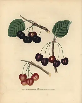 Avium: Cherry varieties, Prunus avium