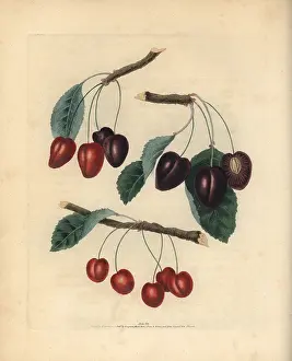 Avium: Cherry varieties, Prunus avium