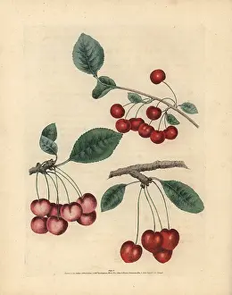 Avium: Cherry varieties, Prunus avium