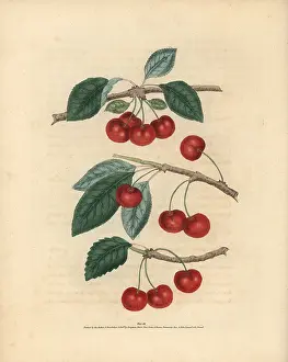 Avium: Cherry varieties, Prunus avium
