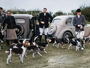 Beagles: CHESHIRE FOX MEET