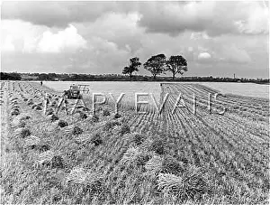 Wheatfield: CHESHIRE HARVEST