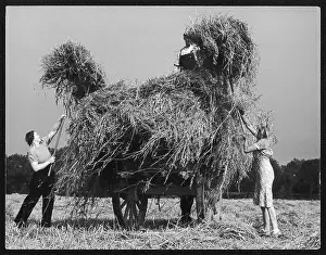 Carting: CHESHIRE OAT HARVEST