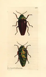 Naturalists: Chesnut shelled Indian buprestis, Buprestis chrysis