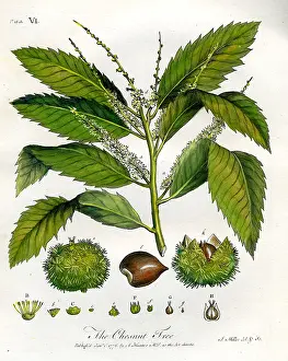 Chesnut: Chesnut Tree