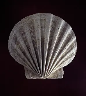 Scallop: Chespecten jeffersonius, scallop
