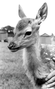 C1965: Chessington, Baby Deer c1965