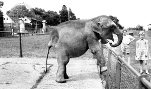 Chessington: Chessington, Baby Elephant c1965