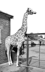 Chessington: Chessington, Giraffe c1965
