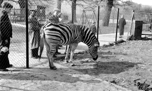 Chessington: Chessington, Zebra c1955