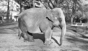Chessington: Chessington, Zoo, the Elephant c1965