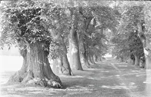 Cowdray: The Chestnut Avenue at Cowdray Park