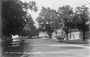 Chestnut: Chestnut Avenue, Thorntondale