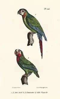 Severus: Chestnut-fronted macaw and Cuban amazon