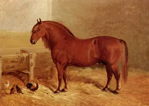 Equines: Chestnut Suffolk Horse