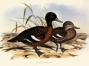 Teal: Chestnut Teal, Anas castanea, Mareca punctata