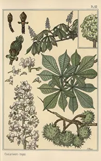 Grassets: Chestnut tree botanical study