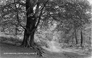 Wakefield: Chevet Woods Pathway