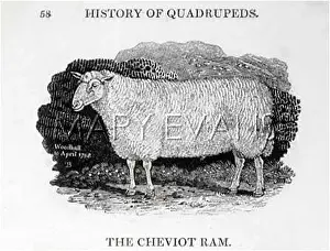 Cheviot: Cheviot Ram breed of sheep