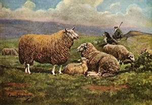 Cheviot: Cheviot Sheep
