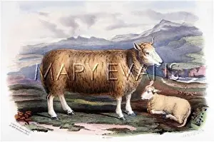 Cheviot: CHEVIOT SHEEP