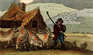 Originating: Cheviot shepherd with his flock. The Cheviot is