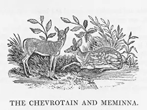 Recognised: CHEVROTAIN (BEWICK)