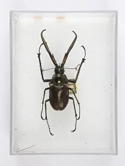 Cervidae: Chiasognathus grantii Stephens, stag beetle