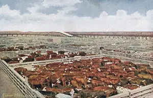 Upton: CHICAGO STOCK YARDS