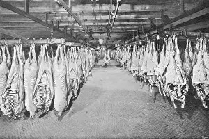 Hooks: CHICAGO STOCKYARDS 12