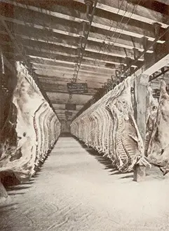 Butchery: CHICAGO STOCKYARDS 15