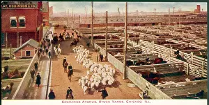 Stockyards: CHICAGO STOCKYARDS