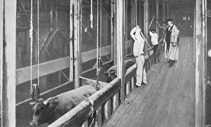 Butchery: CHICAGO STOCKYARDS 6