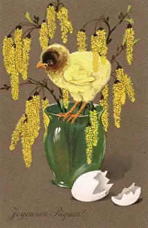 Emerges: Chick and Blossom