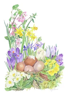 Crocuses: Chick with brown eggs and spring flowers