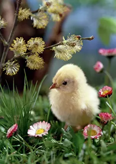 Daglish: Chick with common daisies and pussy willow