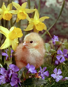 Periwinkle: Chick with Daffodils and Periwinkle